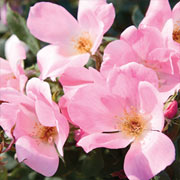 The Blushing Knock Out® Rose